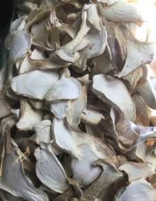 Creamy Organic Dried King Oyster Mushroom, for Cooking, Packaging Type : Plastic Bag, Loose