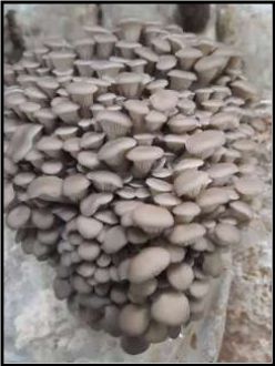 Fresh Grey Oyster Mushroom