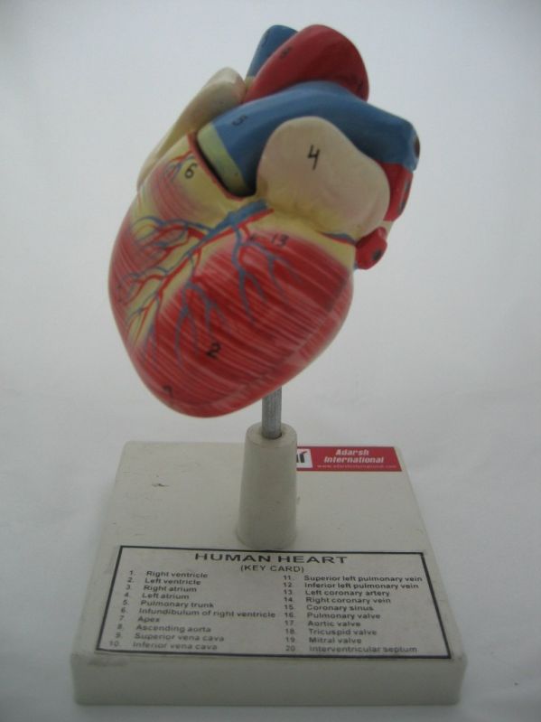 PVC Human Heart Model, for Medical, Color : Multicolor