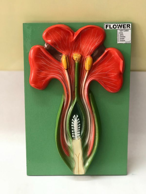 Typical Flower Model