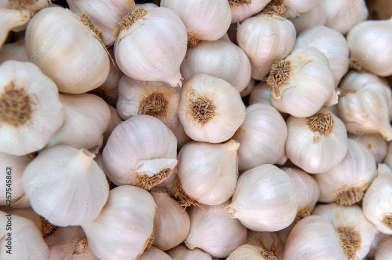 Fresh garlic, Packaging Type : Net Bags
