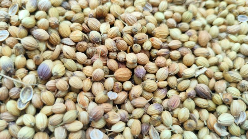 Raw Organic coriander seeds, Packaging Type : Plastic Packet