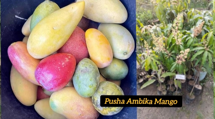 Natural Ambika Mango Plant