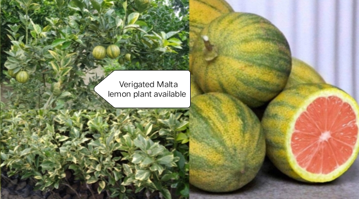 Green Variegated Malta Plant, for Fruits