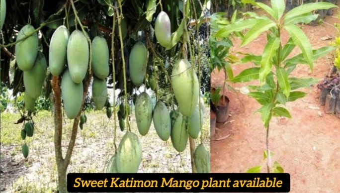 Green Katimon Mango Plant, for Outdoor