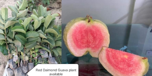 red diamond guava plant