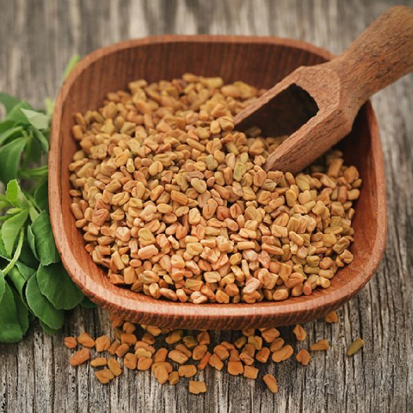 Raw Natural fenugreek seeds, for Food Medicine, Spices, Cooking, Packaging Type : Plastic Packet