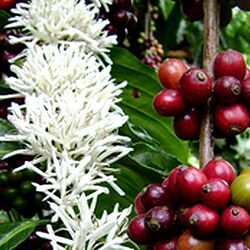 Coffea Arabica