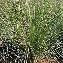 Desmostachya Bipinnata