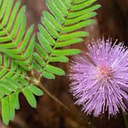 Mimosa pudica, for Used diarrhoea, dysentery, haemophilic conditions, leucorrhoea, morbid conditions of vagina