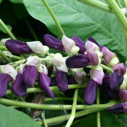Mucuna Prurita