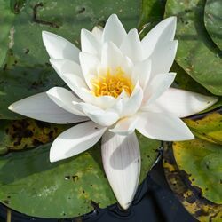 Nymphaea Alba