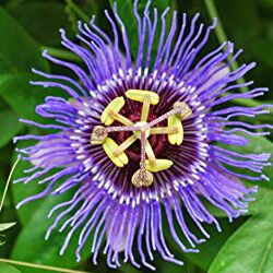 Natural passiflora incarnata, Feature : Non Artificial
