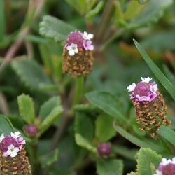 Phyla nodiflora