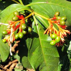 Rauvolfia Serpentina