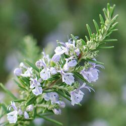 Rosmarinus Officinalis