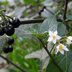 Solanum nigrum