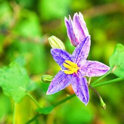 Solanum Trilobatum
