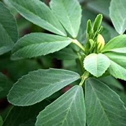 Trigonella Foenum-graecum