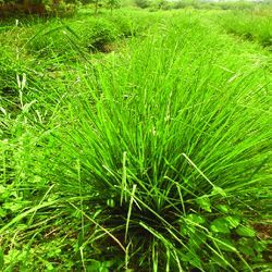 Vetiveria Zizanioides