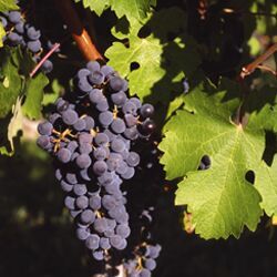 Vitis Vinifera
