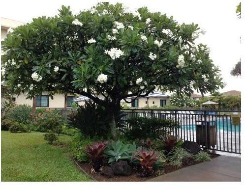 Frangipani Outdoor Plant, Color : Green