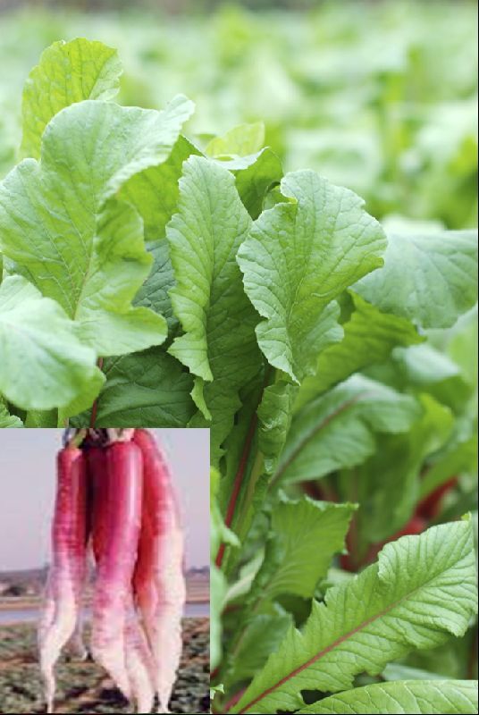 White Punjabi Red Hybrid Radish Seeds, For Agriculture, Style : Dried