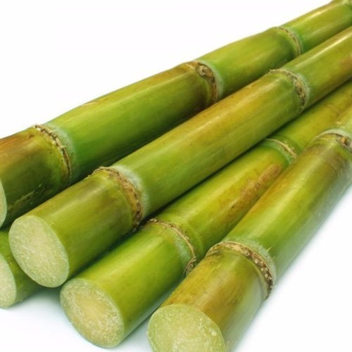 Green Organic Fresh Sugarcane, Feature : Sweet