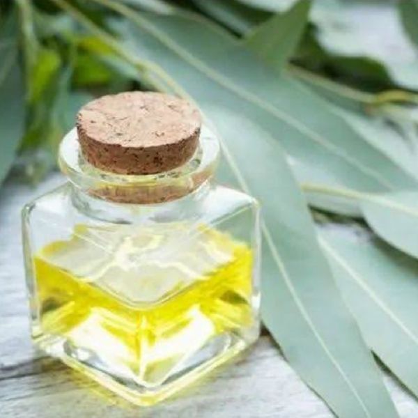 Eucalyptus  Essential Oil