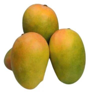 Kesar Fresh Mango