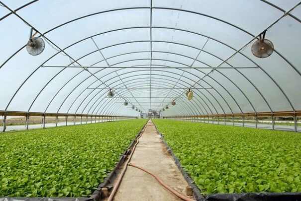 Greenhouse Cover Films