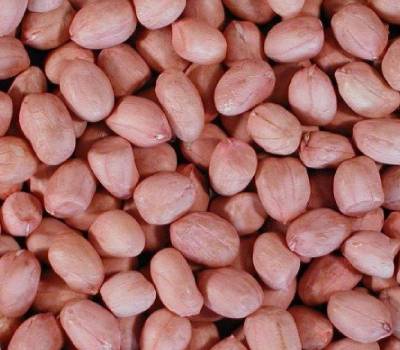 140/160 Bold Groundnut Kernel