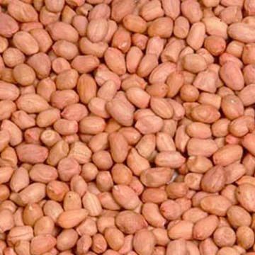 140/160 Java Groundnut Kernel