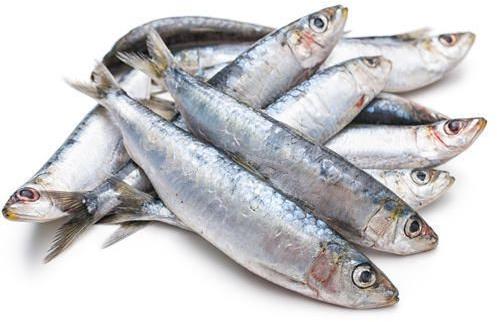 Fresh Sardine Fish, for Cooking, Food, Packaging Type : Thermocole Box