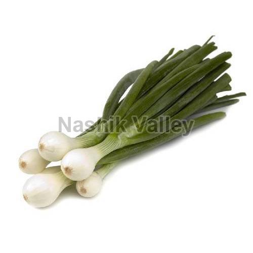 White Fresh Spring Onion, for Human Consumption, Shelf Life : 5-7 Days