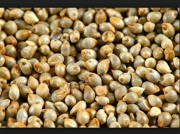 Bajra Seeds