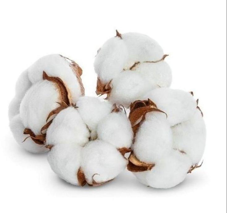 Kapas Cotton