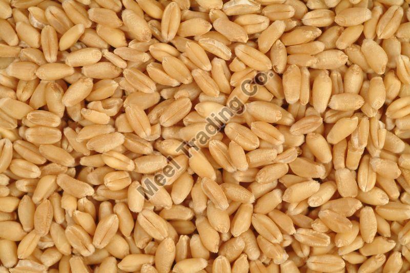 Brown Wheat Seeds, for Roti, Purity : 100%