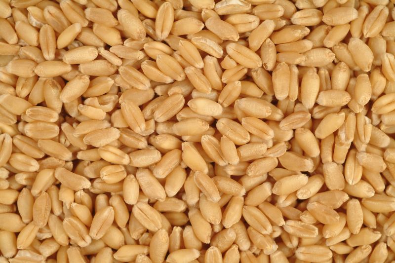 wheat seeds