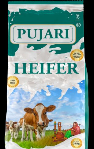 Pujari Feed Heifer
