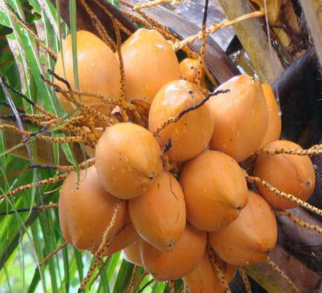 Natural Orange Tender Coconut, Packaging Type : Jute Bags