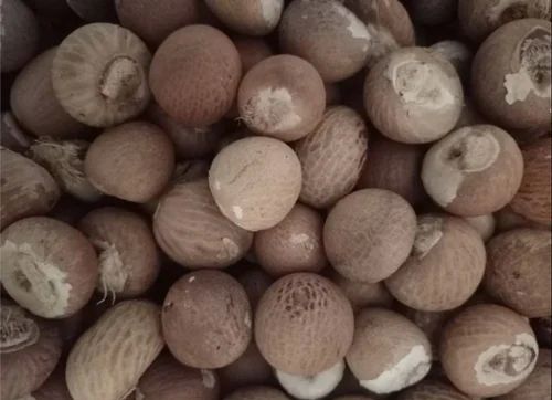 Organic Areca Nut, Style : Dried
