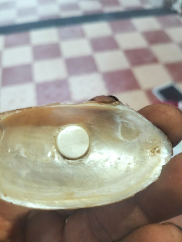 Natural Button Mother of Pearl Sea Shell at Rs 400 / Piece in ...