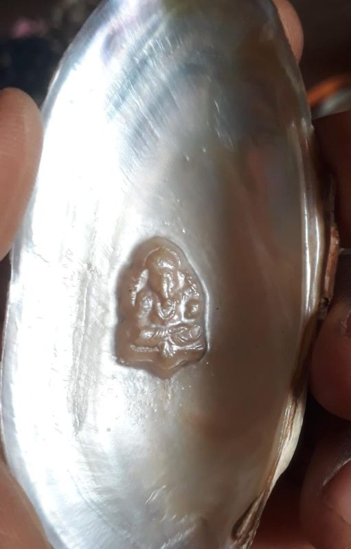 Natural Ganesh Mother of Pearl Sea Shell at Rs 400 / Kilogram in ...