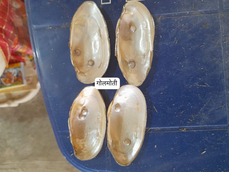 Natural Round Mother of Pearl Sea Shell at Rs 400 / in Chandrapur | The ...