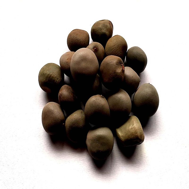 Brown Natural Karanjwa Herb Seeds, for Medicinal, Packaging Size : 10 kg
