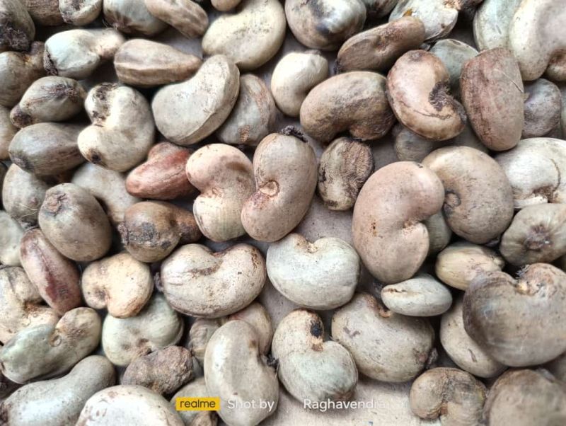 Raw Cashew Nuts, Shape : Curve