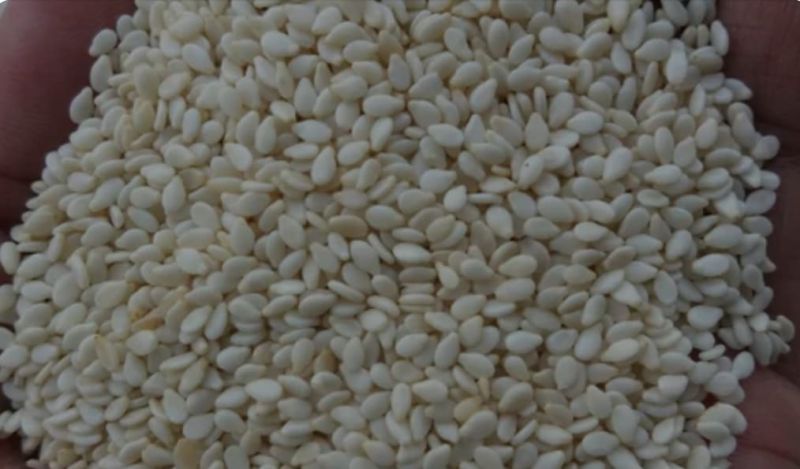 Dried Sesame Seeds In White Colour, For Oil, Packaging Type : Plastic Bag
