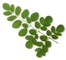 Green Organic Moringa Leaves, for Medicine, Cosmetics, Packaging Type : Bag