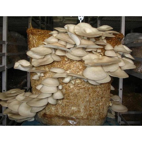 Composed mushroom